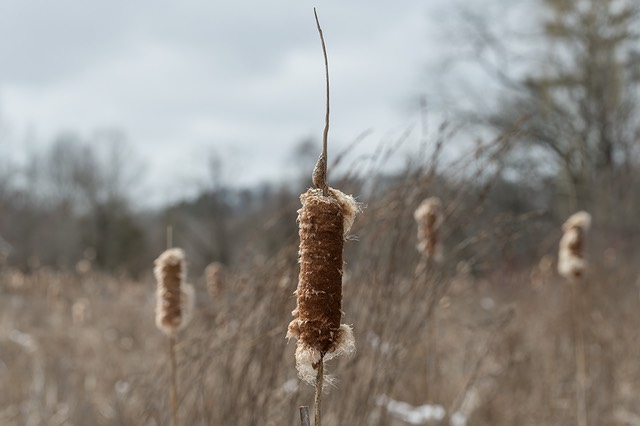 bythom US PA LittleLehigh D850 19472 85mmf14 crop