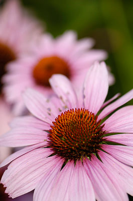 105mm Flowers 7-2006 0001