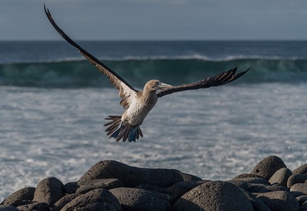 bythom INT Galapagos Dec2017 D850 19449