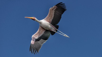 INT BOTS Okavango 8-2014 D810 39500.jpg